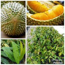 Untuk kalian yang ada di sekitaran jakarta. Anak Pokok Durian Musang King Cepat Berbuah Shopee Malaysia