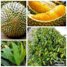 Anak pokok buah tin untuk dijual. Anak Pokok Durian Musang King Cepat Berbuah Shopee Malaysia