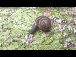 Image result for Trisetopsis