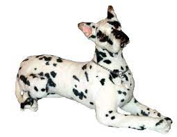 Maynard Great Dane Harlequin Great Dane Great Dane Puppy Great Dane Dogs