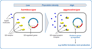 Quorum Sensing And Biofilm Biofilm Senses Quorum