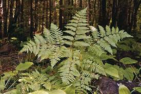 Image result for Woodsiaceae