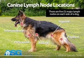 Dog Lymph Nodes Lymphadenopathy Lymphadenitis And Cancer