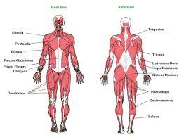 Diagram Of Major Muscles In The Body In 2021 Muscle Body Major Muscles Human Body Muscles