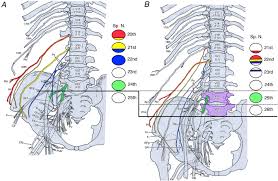 The Phenotypic Morphology Of Human Lumbar Plexus Roots Associated With Changes In The Thoracolumbar Vertebral Count And Trade Off Scientific Reports