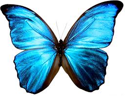 Clipart Butterfly Sky Blue Png Download Full Size Clipart 3118600 Pinclipart Blue wind blue wavy electric blue butterfly cobalt blue pokemon red and blue blue neighbourhood. clipart butterfly sky blue png