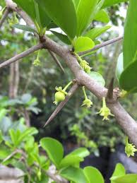 Image result for Dovyalis afra