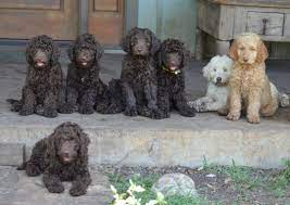 Texas Labradoodles Has So Many Wonderful Families And Stories To Share Texas Labradoodles Australian Lab Labradoodle Puppy Labradoodle Australian Labradoodle