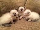Balinese Cat Breeder & Balinese Cats For Sale by Siamese ...