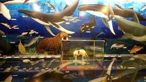 Great white and hammerhead shark teeth. Fossil Hunting In Eastern Nc At The Aurora Fossil Museum