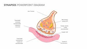 Synapses Powerpoint Diagram Powerpoint Diagram Templates