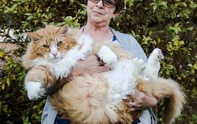 Compared to normal cats, maine coon cats are notably larger. The Norwegian Forest Cat Is A Breed Of Domestic Cat Originating In Northern Europe It Is Larger Than An Average Cat Adult Males Tend To Weigh In At 5 5 Up To 7 5