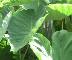 Cognate with old english sagu (story, tale, statement), old high german saga (an assertion, narrative, sermon, pronouncement), icelandic saga. Indigenous Vegetables Eaten In Kenya Nutrition Point
