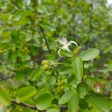 Image result for Grewia