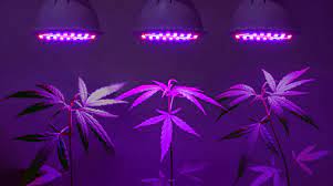 Check spelling or type a new query. Best Led Grow Lights For Indoor Marijuana Plants American Marijuana