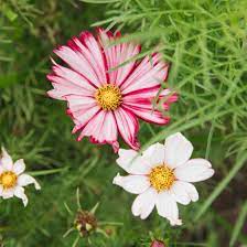 Check spelling or type a new query. Cosmos Plant Care Growing Guide