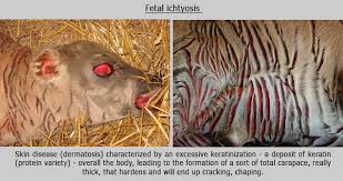 Image result for belgian blue bull meat