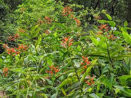 Flowers that grow in florida summer. Time For Tropicals What To Do In The Garden In July And August