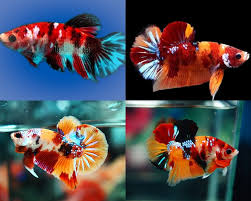 Betta koi ganu, kuala terengganu. Betta Male Koi Nemo Plakat Fish Super Price Ebay