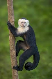 Maybe you would like to learn more about one of these? Capuchin Monkey Plot By Ted Boyer Pet Monkey Capuchin Monkey Pet Monkeys Funny