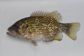 Check spelling or type a new query. Rock Bass Liberal Dictionary