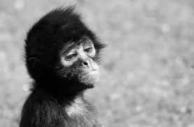 22 funniest monkey face pictures that will make you laugh Sad Monkey Blank Template Imgflip