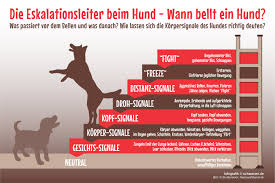 Hundebegegnungen ohne bellen und zerren hunde verstehen 8 tierratgeber wdr. Hilfe Mein Hund Bellt 5 Tipps Gegen Haufiges Bellen