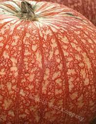 Pumpkin One Too Many Pumpkin Seeds 5 Etsy In 2021 Growing Pumpkins Pumpkin Pumpkin Seeds