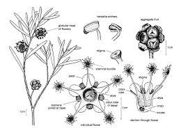 Image result for Myrtaceae