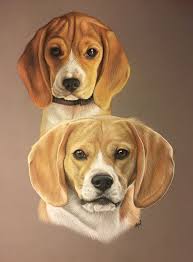 beagles pastel art animalier dessin de chiens beagle dessin de beagles realise aux pastels d apres photo format 30 par 40 beagle puppy dog breeds beagle dog