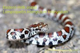 The Eastern Milk Snake Is White And Brown With Red Or Brown Spots Bordered With Black It Lives In Wetlands And Fields And Along Ro Snake Milk Snake Amphibians