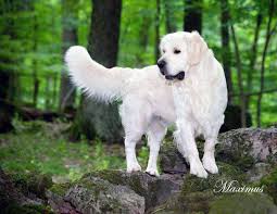 The golden retriever is a breed of dog originating in scotland. White Golden Retriever Puppies Akc Certified Nj Ny Pa Ct Ma Md De Ri Tx Ca Az Fl