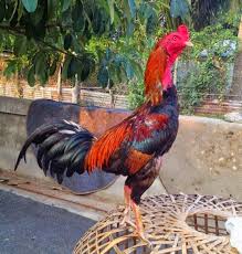 5 Cara Ternak Ayam Birma Yang Baik Dan Benar