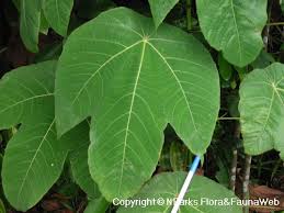 Image result for Macaranga schweinfurthii