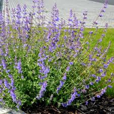 Image result for Nepeta × faassenii