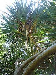 Image result for Pandanus utilis