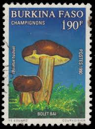 Image result for Boletus badius