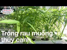 Cach Trồng Rau Muống Thuỷ Canh Vivian Cuộc Sống Mỹ Litetube