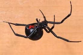 Black widow spiders have fangs. 10 Amazing Beautiful Terrifying Spiders Black Widow Spider Spider Illustration Spider