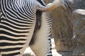 Fotos de bucetas.de.eguas