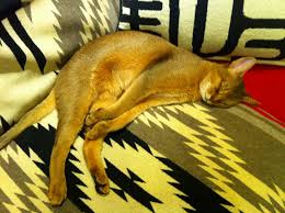 ペットショップ 犬の家&猫の里