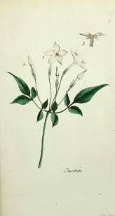 education environnement nature patrimoine jasmine flower tattoos tattoo coloriage de la famille des lions