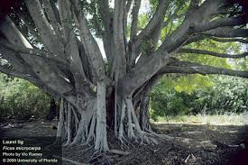Image result for Ficus tremula
