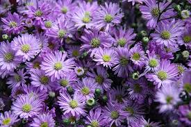 Many species have fruits that are edible or attract birds and other wildlife. Flower Nice Tree Chrysanthemum Blossom Rose Valley Wall Flower Violet Forest Purple Pikist
