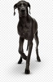 Check spelling or type a new query. Great Dane Cane Corso Dog Breed Puppy Giant George Png 695x1272px Great Dane Animal Black And