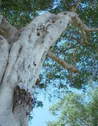 Image result for Scolopia zeyheri