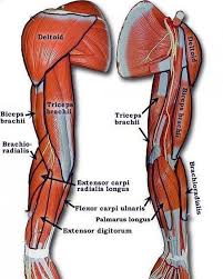 Find out how the musculoskeletal system functions — and which. Medical Motivation On Instagram Learn About Muscles Of The Upper Limb Med Muscle Muscles Hand Body Anatomy Human Anatomy Medical Anatomy