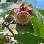 Image result for Napoleonaea septentrionalis