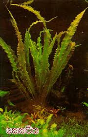 Department flowering or angiosperms magnoliophyta, or angiospermae photos can be increased photo: Plant Familys