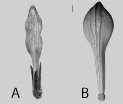 Image result for Anisotes formosissimus